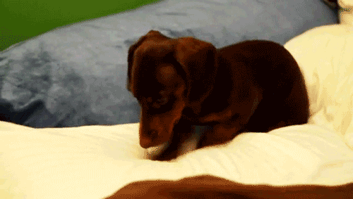 A tiny dachshund pumps his front paws vigorously before lying down and looking adorable. 